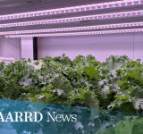 DOST-PCAARRD, UPLB Research on indoor farming opens opportunities for the industry
